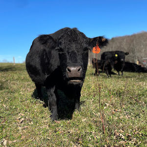 Meet your Posher, Lilyana